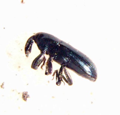 Curculionide da id. - Aulacobaris picicornis